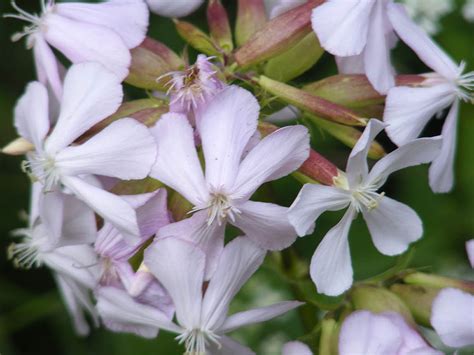 Days On The Claise Soapwort