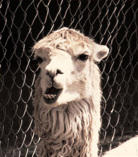 Wildlife World Zoo Suprise Az Take 2 Crowded Sounds