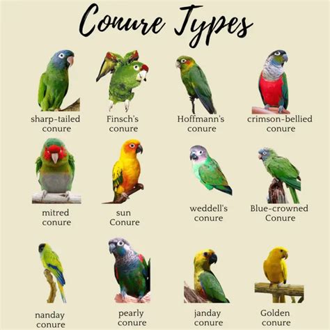 Parrot List List Of All Parrots In The World And Classification