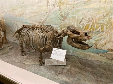 Short Legged Rhino Fossils