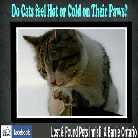 Out of these, the cookies that are categorized as. INNISFIL ALCONA /STROUD MISSING CATS Ontario | Facebook