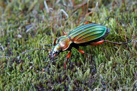 Ground Beetle Photos, Ground Beetle Images, Nature Wildlife Pictures ...