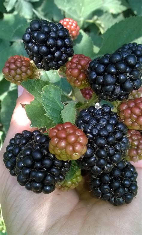 Blackberries Fruits Nature Hd Phone Wallpaper Peakpx