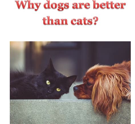 An Insight Into Why Dogs Are Better Than Cats Total Assignment Help Blog