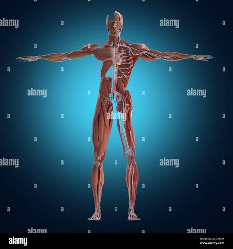 Anatomy Illustration Full Human Body Front Concept Stock Photo Alamy