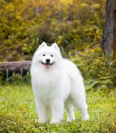 Are Samoyed Dogs White