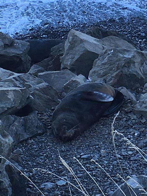 Saw A Seal Seals