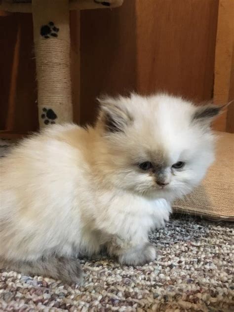 For munchkin kitten ranch, kittens this consistently aids in easing the transition to their new homes. Munchkin Kittens for sale FOR SALE ADOPTION from Perak ...