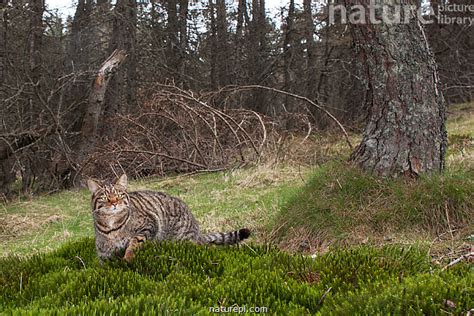 Stock Photo Of Scottish Wildcat Felis Silvestris Grampia In Woodland