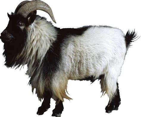 Collection Of Mountain Goat Png Hd Pluspng