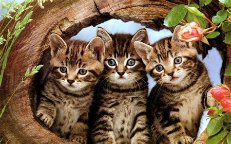 48 Kittens Screensavers Wallpaper On Wallpapersafari