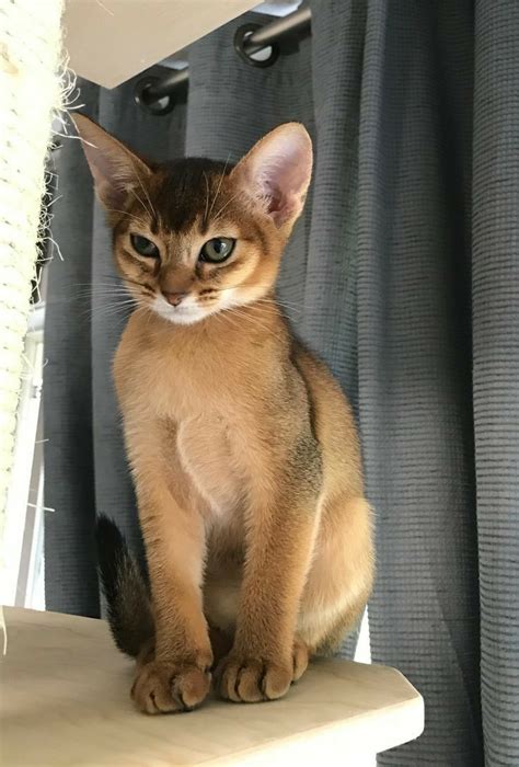 Meet Errol A Cat Who Looks Like A Fox Artofit