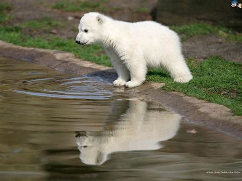 Baby Polar Bear Wallpapers Wallpaper Cave