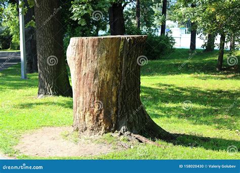 A Big Stump From An Old Felled Tree In The Park Stock Photo Image Of