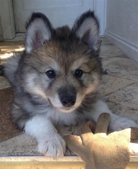 Wolfmoon Pups7 Colorado Wolf Hybrid Pups