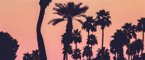 Download Wallpaper 2560x1080 Palms Silhouettes Sunset Gradient Dark