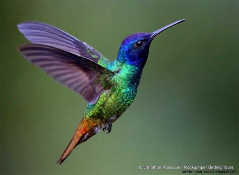 Hummingbird © Jonathan Rossouw Rockjumper Birding Tours Hummingbird