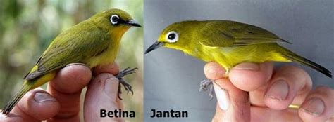 We did not find results for: Cara Jitu Membedakan Burung Pleci Jantan atau Betina | Raja Gantang