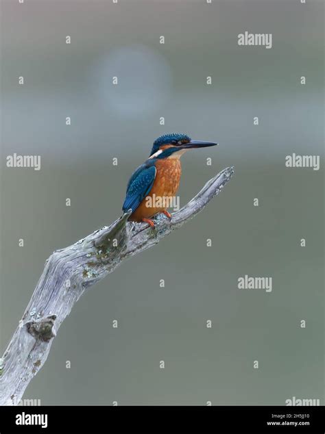 Kingfisher Sitting On Perch Close Up Stock Photo Alamy