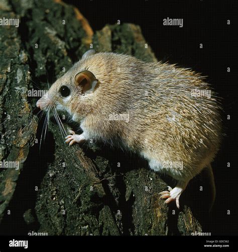 Eastern Spiny Mouse Hi Res Stock Photography And Images Alamy