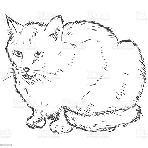 Vector Sketch Cat Stock Illustration Download Image Now Animal