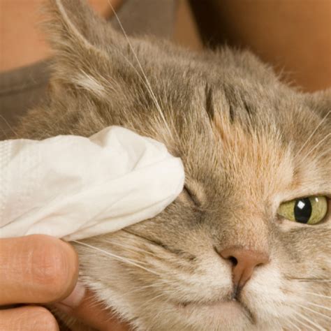Kitty Pink Eye How To Treat Your Cats Conjunctivitis