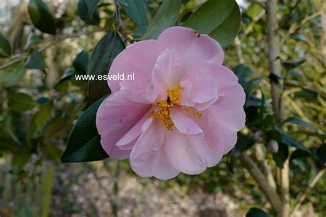 Pictures And Description Of Camellia Pink Icicle Esveldnl