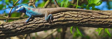 Blue Crested Lizard Calotes Mystaceus Lizard Khao Yai National