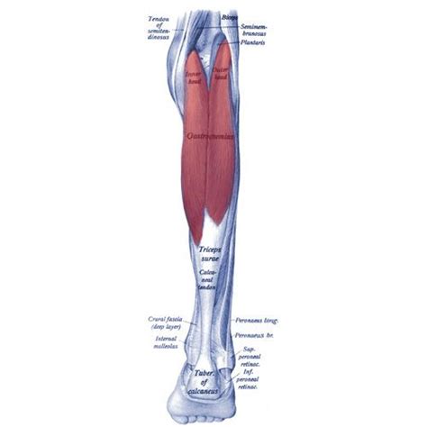 Gastrocnemius Muscle Anatomy Study Origin Insertion Action And