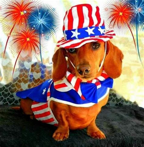The 4th of July Doxie … | Patriotic pets, Dachshund love, Pet holiday