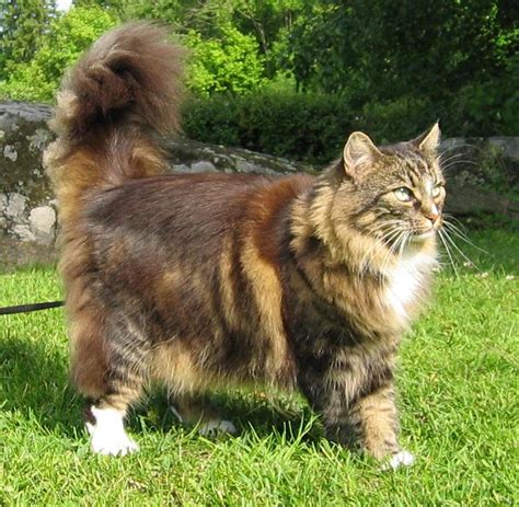 Long Hair Cat Breeds Cats Types