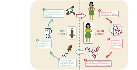 Trypanosoma Trypanosoma Life Cycle Trypanosoma Cruzi Chagas Hot Sex