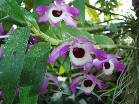 Hoa Phong Lan Vi T Vietnam Orchids Dendrobium Nobile Lindley Section