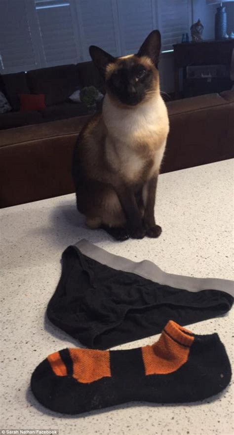 new zealand cat exclusively steals underwear and socks from neighbours daily mail online