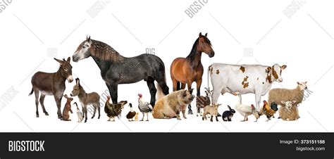 Large Group Many Farm Image And Photo Free Trial Bigstock