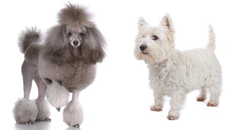 Teddy Bear Dog Breeds The Pups That Look Like Cuddly Toys