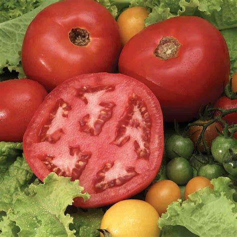 Tomato Beefsteak Bush Mckenzie Seeds Beefsteak Tomato Beef Steak