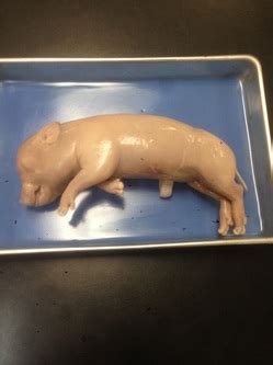 The cheek of pork is used for pickling in salt, also the shank or shin. Lab 1: Digestive System - Fetal Pig Dissection