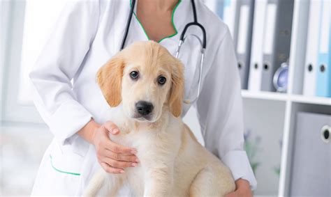10 Common Dog Health Problems Veterinarian In Mokena Il