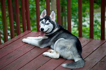 Husky Siberian Malamute Alaskan Dog Pet Vs