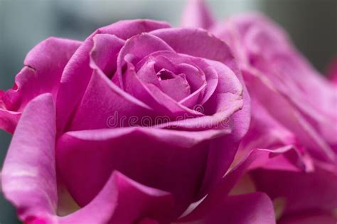 Pink Rose Flower With Shallow Depth Of Field And Focus The Center Of