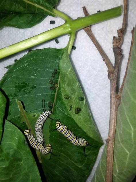 Raising Monarch Caterpillars An Easy Step By Step Guide