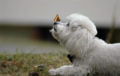 Wallpaper Background Butterfly Dog Images For Desktop Section собаки