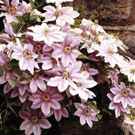 39 Beautiful Evergreen Vines Ideas For Your Home Clematis Plants
