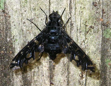 Tiger Bee Fly Xenox Tigrinus Tiger Bee Fly Found In Pike C Flickr