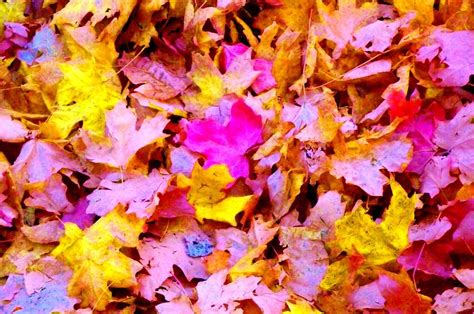 Autumn Leaves Photograph By Jayne Kerr Fine Art America