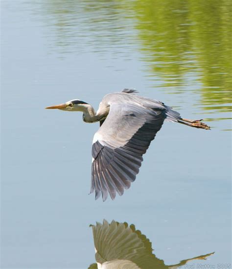 Herons Photo Flying Heron At Caen Locks Heron Photo Heron