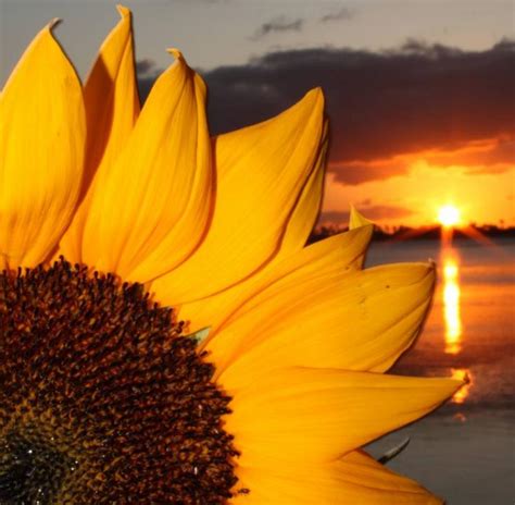 Sunflower Sunset Shutterbug