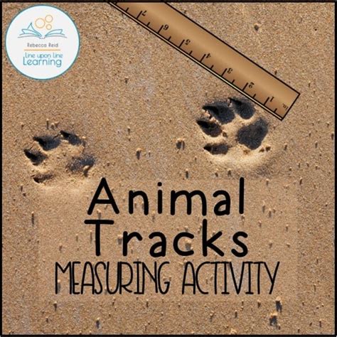 Animal Tracks Measuring Activity Line Upon Line Learning