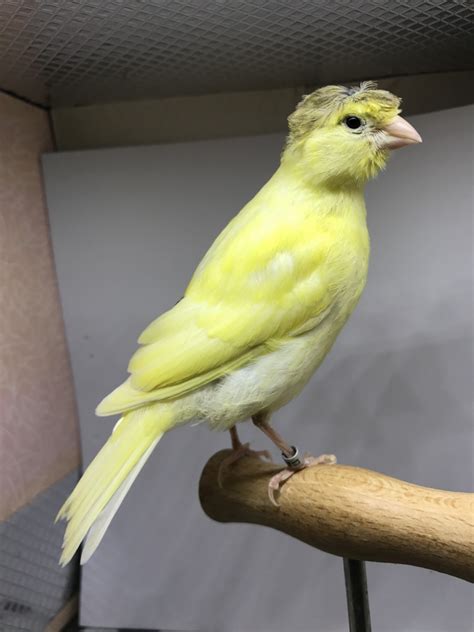 Canary For Sale In Illinois 6 Petzlover
